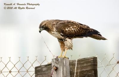 Red Tailed Feeding 019.jpg