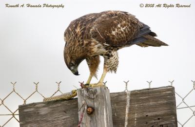 Red Tailed Feeding 020.jpg