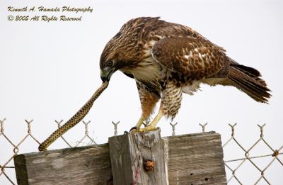 Red Tailed Feeding 021.jpg