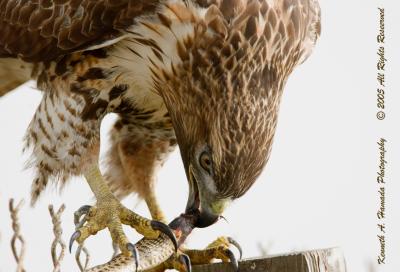 Red Tailed Feeding 023.jpg