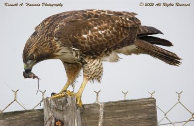 Red Tailed Feeding 024.jpg