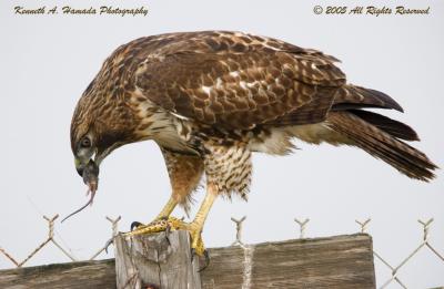 Red Tailed Feeding 025.jpg