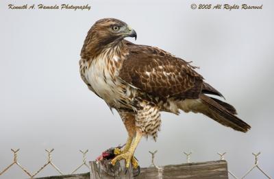 Red Tailed Feeding 026.jpg