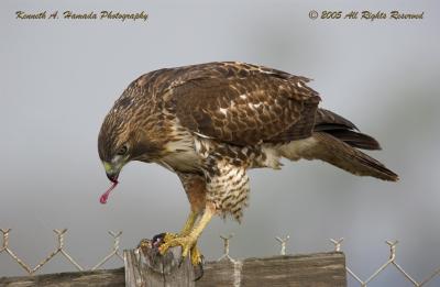 Red Tailed Feeding 029.jpg