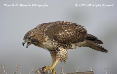 Red Tailed Feeding 030.jpg