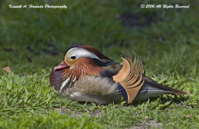 Mandarin Duck 007.jpg