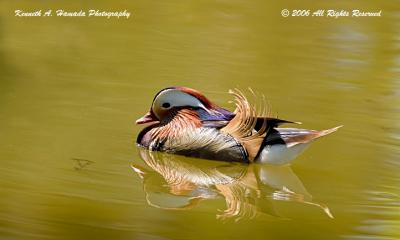 Mandarin Duck 009.jpg