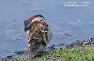 Mandarin Duck 010.jpg