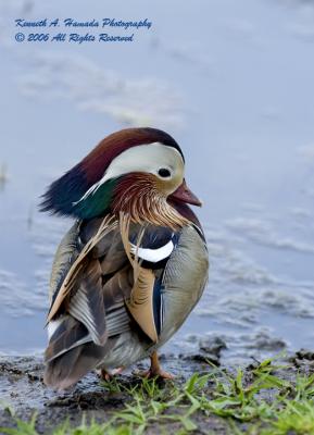 Mandarin Duck 011.jpg