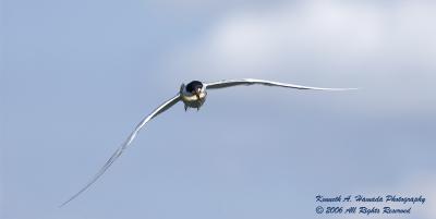 Terns 006.jpg