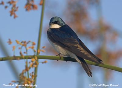 Tree Swallow  002.jpg