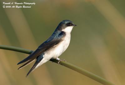 Tree Swallow  003.jpg