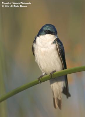 Tree Swallow  004.jpg