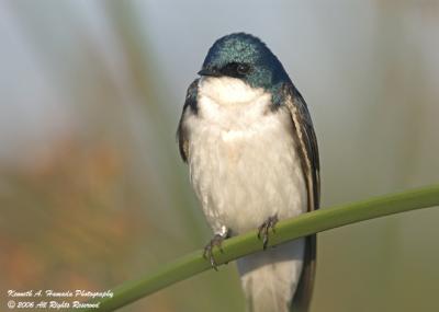 Tree Swallow  005.jpg
