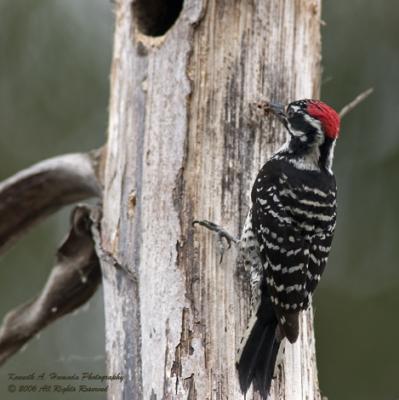 Nuttalls Woodpecker 003.jpg