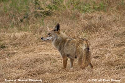 Coyote 002.jpg
