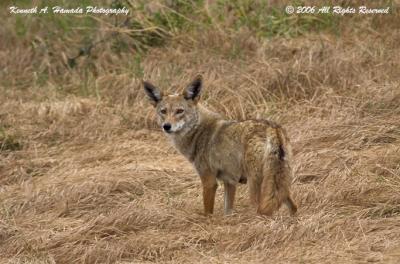 Coyote 003.jpg