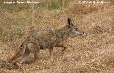 Coyote 004.jpg