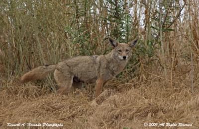 Coyote 005.jpg
