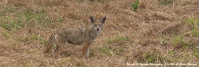 Coyote 001.jpg