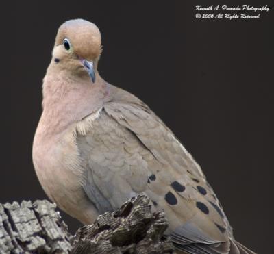 Mourning Dove 004.jpg