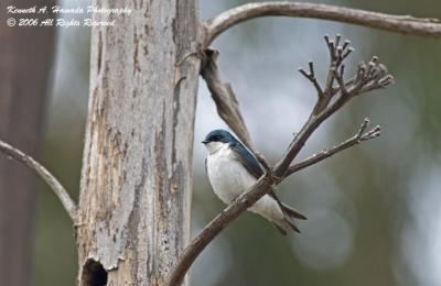 Tree Swallow 006.jpg