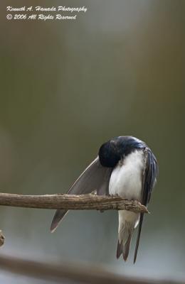 Tree Swallow 007.jpg
