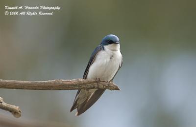 Tree Swallow 008.jpg