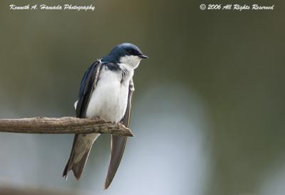 Tree Swallow 009.jpg