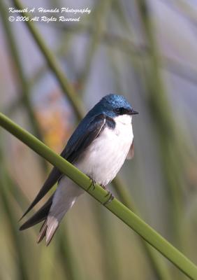 Tree Swallow  010.jpg