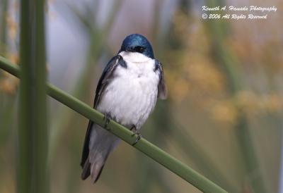 Tree Swallow  011.jpg
