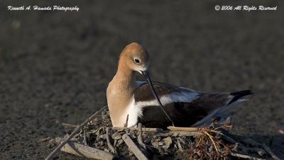 Avocet 0004.jpg