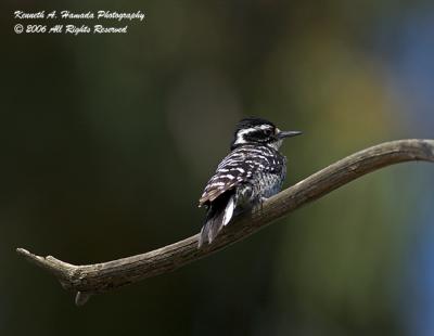 Nuttalls Woodpecker 009.jpg