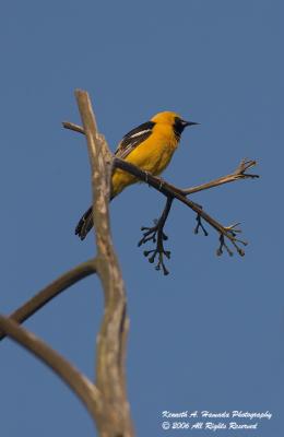 hooded_oriole