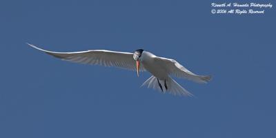 Terns 023.jpg