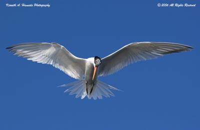 Terns 024.jpg