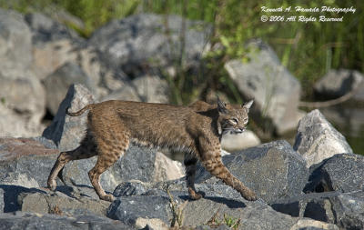 Bobcat  001.jpg