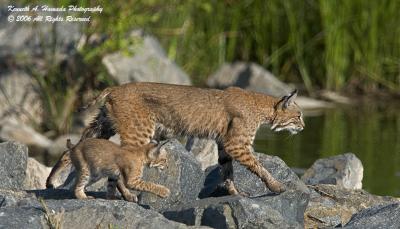 Bobcat  004.jpg