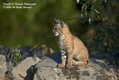 Bobcat  006.jpg