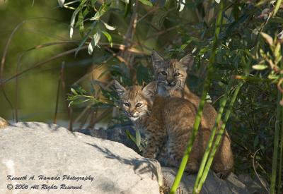 Bobcat  007.jpg