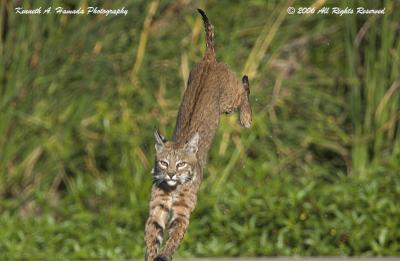 Bobcat  009.jpg