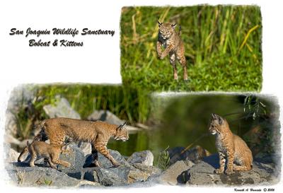 Bobcat Collage.jpg