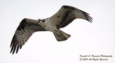 Osprey 028.jpg