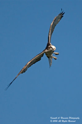 Osprey 034.jpg