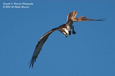 Osprey 035.jpg