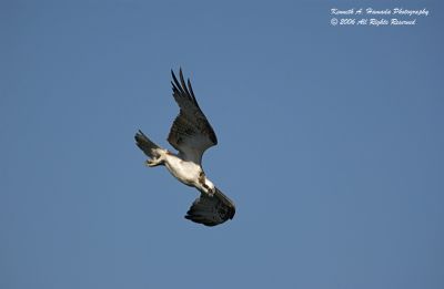 Osprey 036.jpg