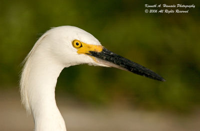 Snowy Egret 0049.jpg