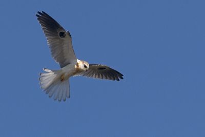WT Kite 001.jpg
