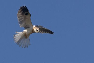 WT Kite 002.jpg