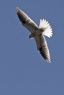 WT Kite 003.jpg